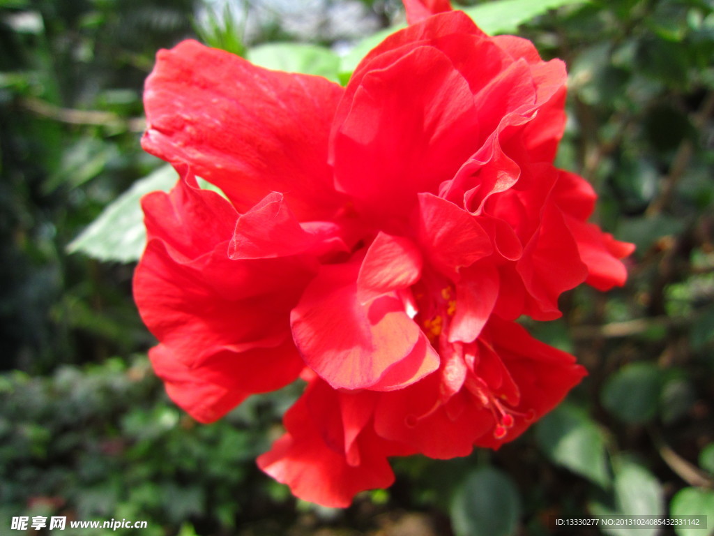 月季花