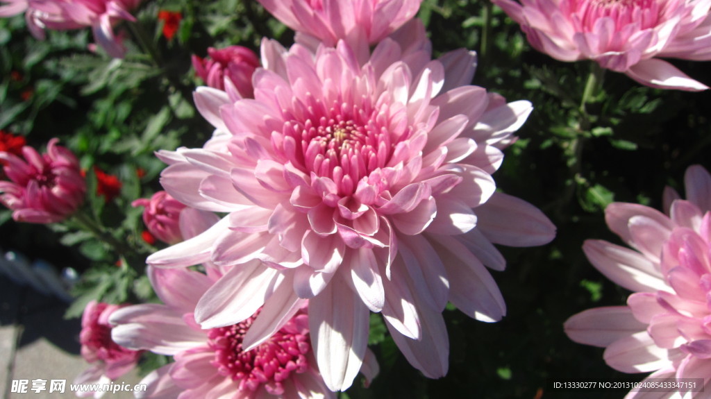 菊花