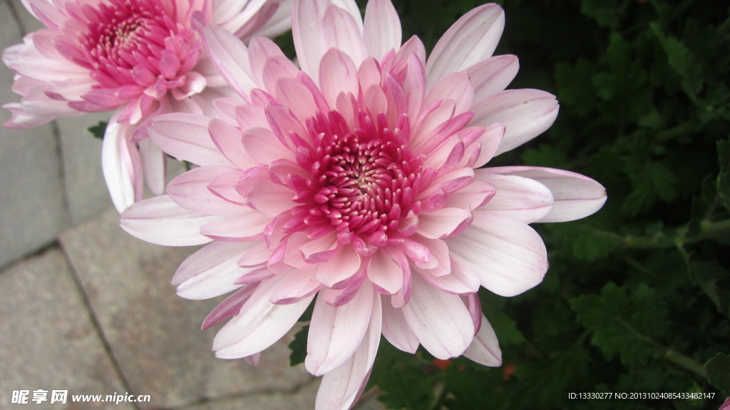 菊花