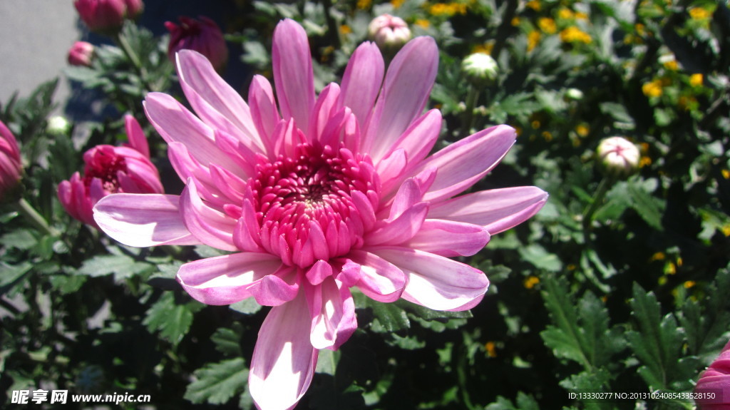 菊花