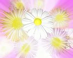 花朵背景视频素材