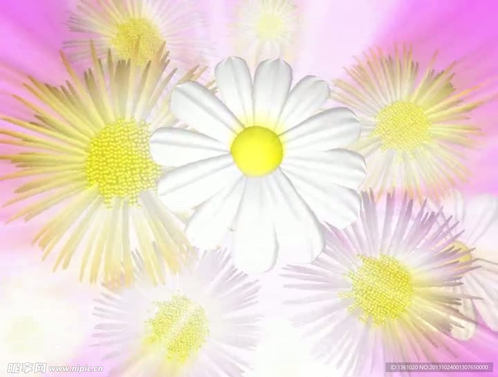 花朵背景视频素材