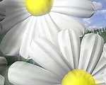 花朵背景视频素材