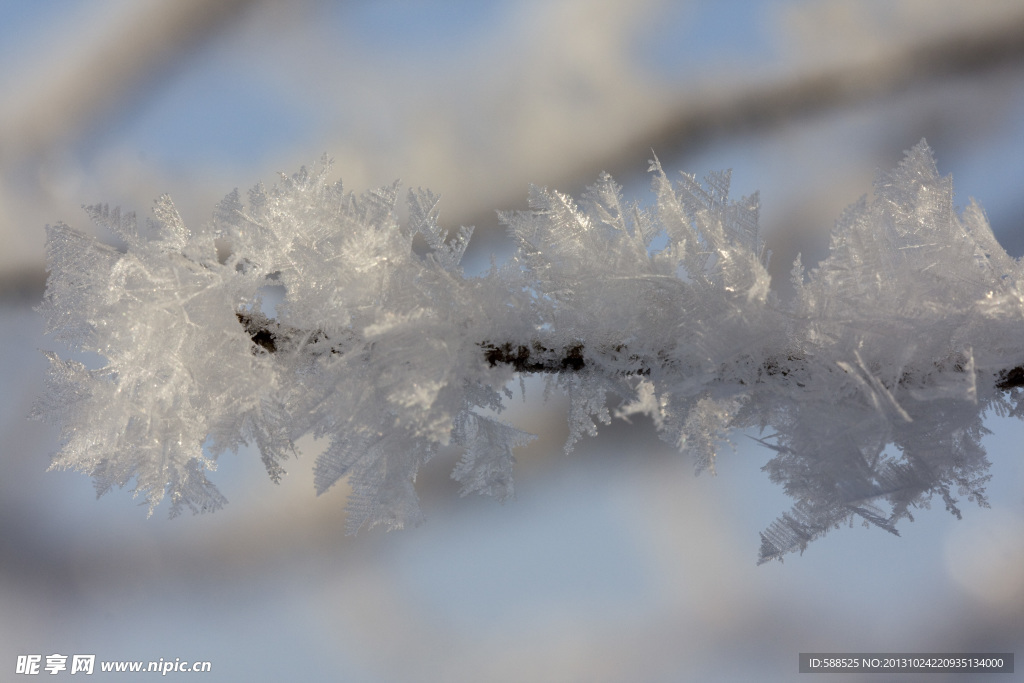 冰晶在树枝上