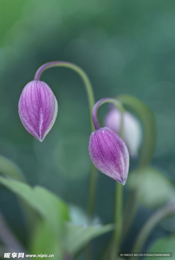 花芽