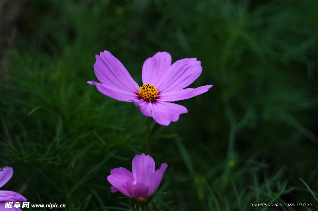 波斯菊 格桑花