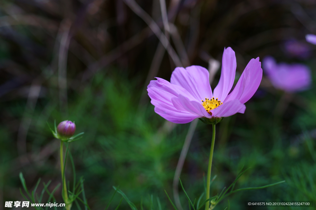 波斯菊 格桑花