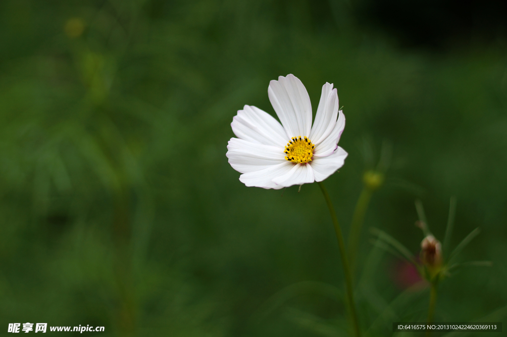 波斯菊 格桑花