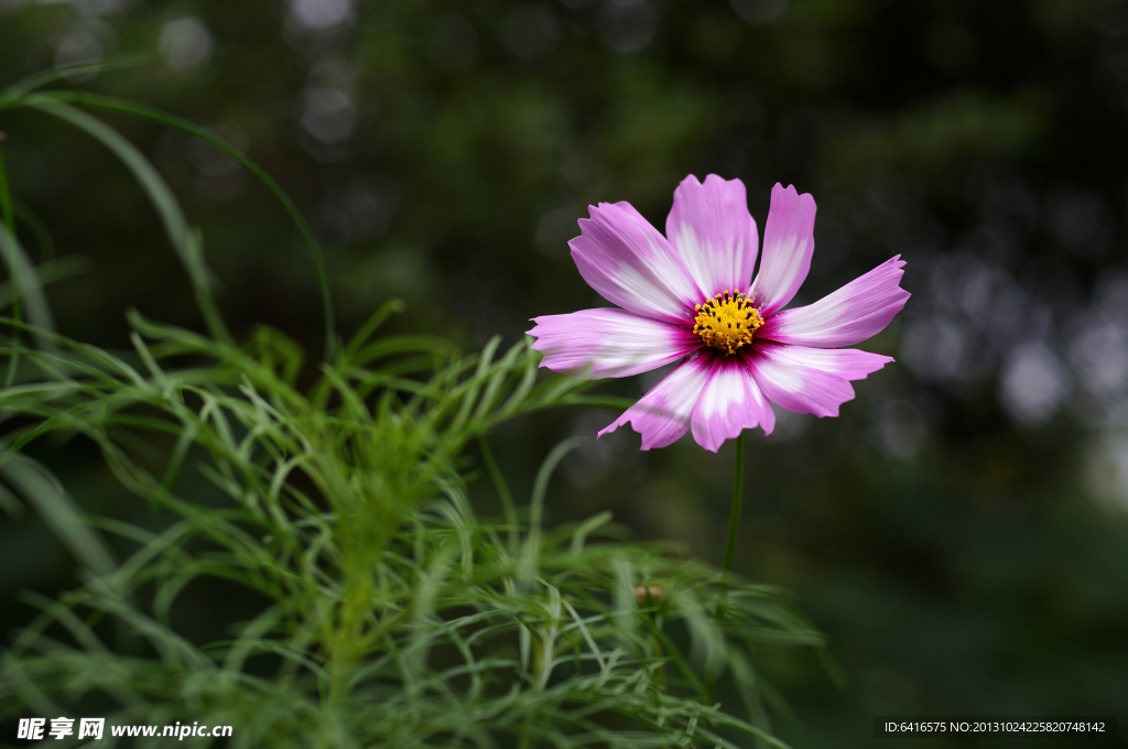 波斯菊 格桑花