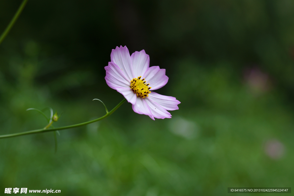 波斯菊 格桑花