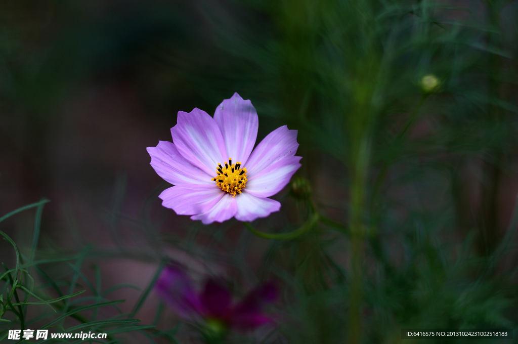 波斯菊 格桑花