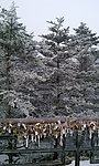 峨眉雪景