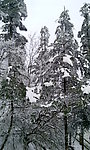 峨眉雪景