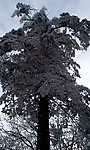 峨眉雪景