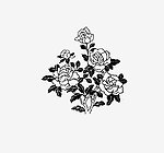 月季花