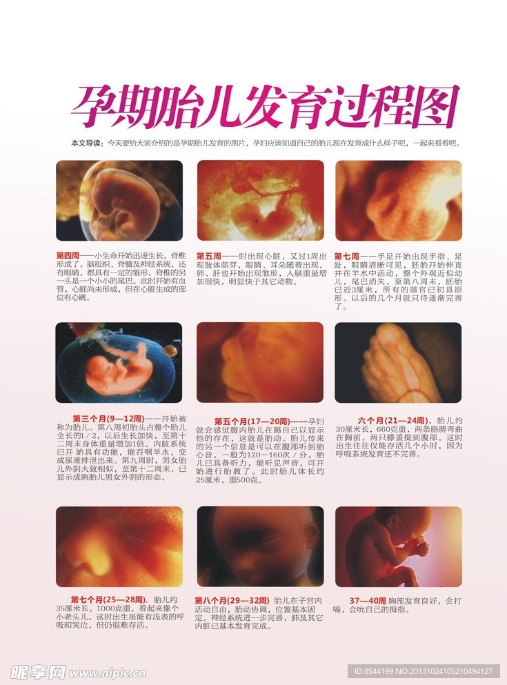 孕期婴儿发育过程图