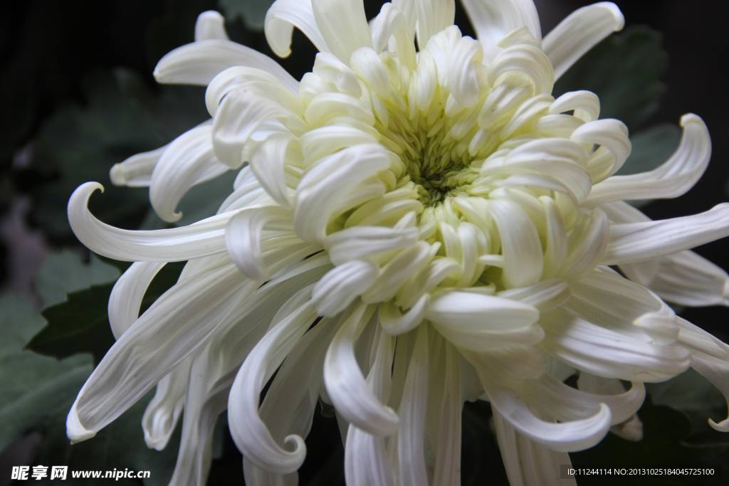 菊花