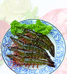 南美白虾