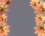 花朵边框视频素材