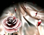 花朵背景视频素材