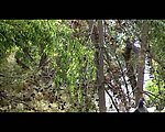 鸽子视频素材