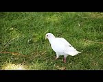 鸽子视频素材