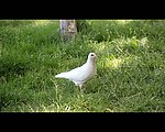 实拍鸽子视频素材