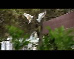 实拍鸽子视频素材