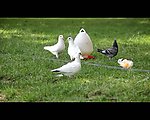 实拍鸽子视频素材