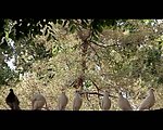 鸽子视频素材