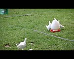 实拍鸽子视频素材