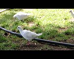 实拍鸽子视频素材