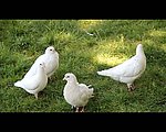 实拍鸽子视频素材