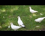 实拍鸽子视频素材