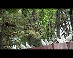 实拍鸽子视频素材