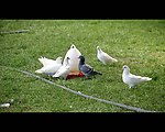 实拍鸽子视频素材