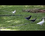 实拍鸽子视频素材