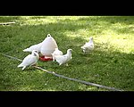 鸽子视频素材