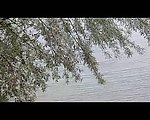 湖水树木视频素材