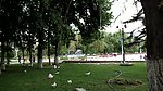 实拍鸽子视频素材