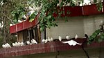实拍鸽子视频素材