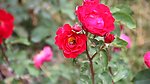 实拍蜜蜂花朵视频素材