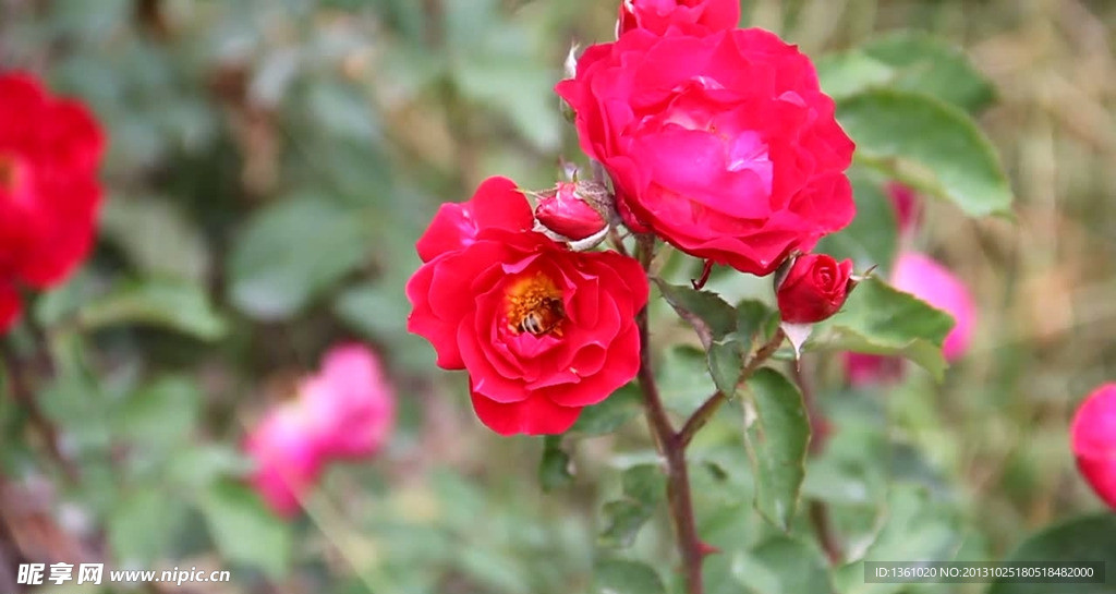 实拍蜜蜂花朵视频素材