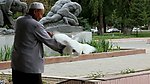 动态鸽子视频素材