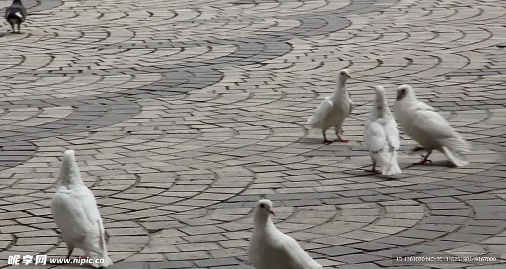 动态鸽子视频素材