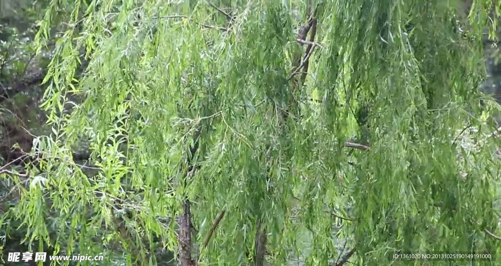 柳树视频素材