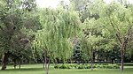柳树林视频素材