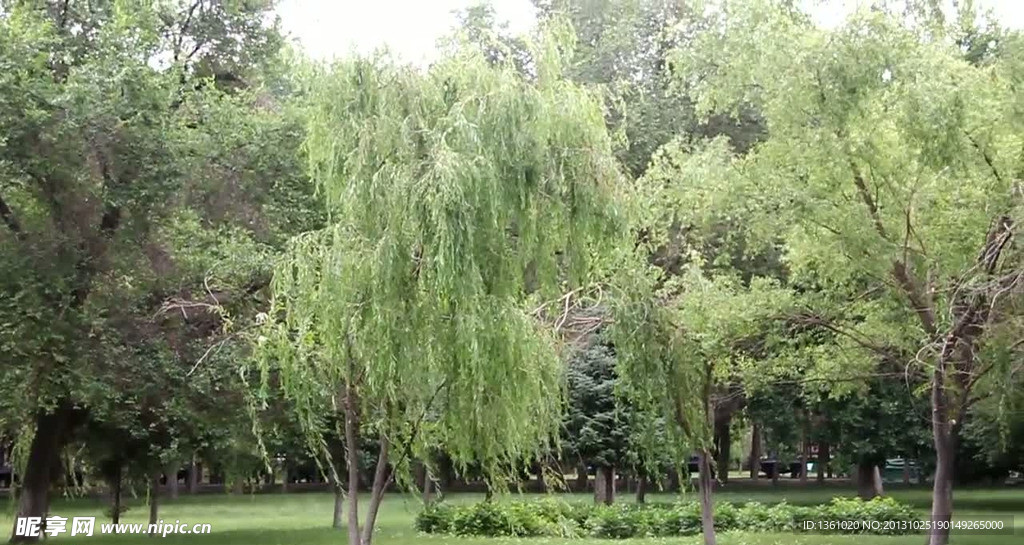 柳树林视频素材
