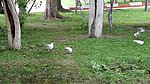 鸽子视频素材
