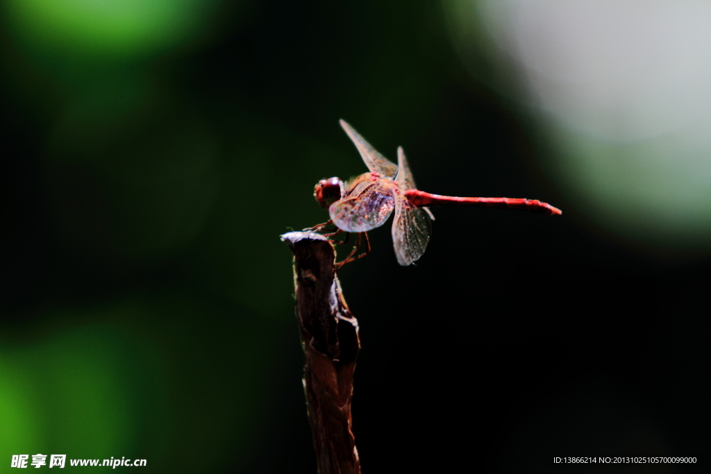 秋日红蜻蜓